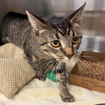 Domestic Short Hair Cats Available for Adoption - Leap | PetCurious