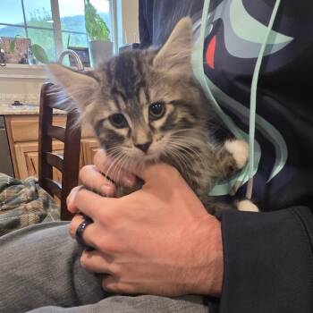 Iona Kitten 1 -  Domestic Medium Hair Cat for Adoption in Maple Falls, Washington - Iona Kitten 1 | PetCurious