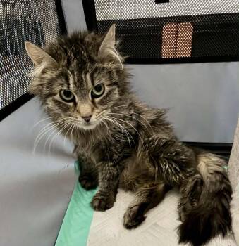 Domestic Long Hair Cats Available for Adoption - Gaia | PetCurious