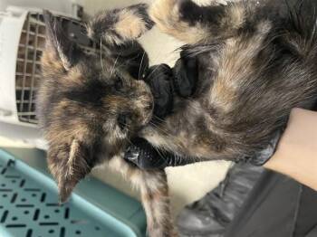 A378638 -  Domestic Short Hair Cat for Adoption in Stockton, California - A378638 | PetCurious