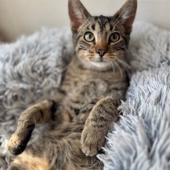 Rescue Domestic Short Hair Cats for Adoption in Rochester, Minnesota - Daikon | PetCurious