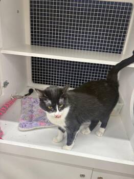 Stella 7121 -  Domestic Short Hair Cat for Adoption in Dallas, Texas - Stella 7121 | PetCurious