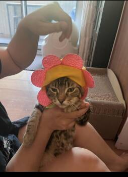 Milo G gentle playful affectionate and ready for LOVE -  Domestic Short Hair Cat for Adoption in New York, New York - Milo G Gentle Playful Affectionate And Ready For LOVE | PetCurious