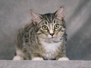 Tabby Cats Available for Adoption in San Jose, California - Marky Mark | PetCurious