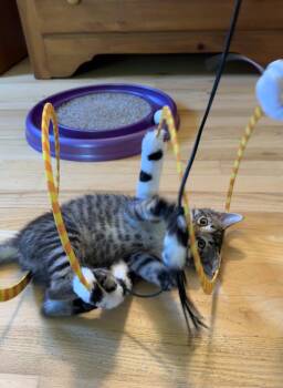 Squigglebutt -  Domestic Short Hair Cat for Adoption in Trenton, New Jersey - Squigglebutt | PetCurious