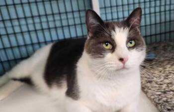 Rescue Domestic Short Hair Cats for Adoption in Fernandina Beach, Florida - GRANOLA | PetCurious