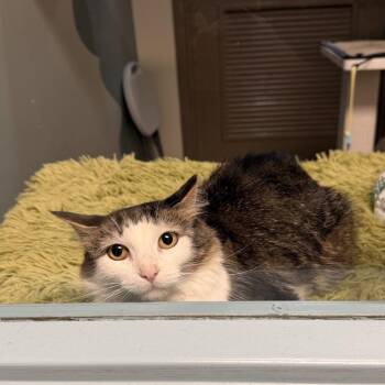 Darlene Bowl Cut -  Domestic Medium Hair Cat for Adoption in Baltimore, Maryland - Darlene Bowl Cut | PetCurious