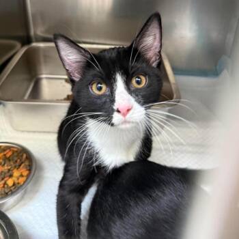 Jesse V1522 -  Domestic Short Hair Cat for Adoption in Spokane, Washington - Jesse V1522 | PetCurious