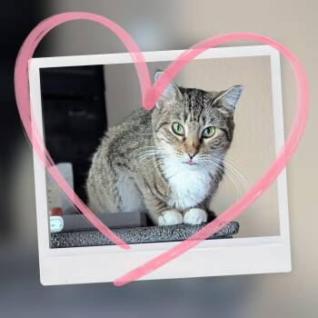 Mrs Teek -  Domestic Short Hair and Tabby Cat for Adoption in Chandler, Arizona - Mrs Teek | PetCurious