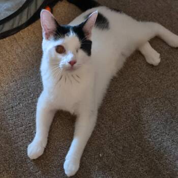 Domestic Short Hair Cats Available for Adoption in Washington, Pennsylvania - Millie | PetCurious