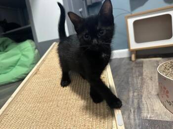 Morticia -  Domestic Short Hair Cat for Adoption in Town 