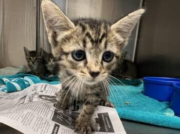 Domestic Short Hair Cats Available for Adoption in Baytown, Texas - CHANTERELLE | PetCurious