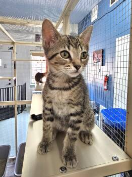 Thyme -  Domestic Short Hair Cat Available for Adoption in Toledo, Ohio - Thyme | PetCurious