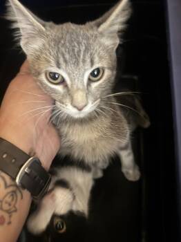 Lacey -  Domestic Short Hair Cat for Adoption in Plumerville, Arkansas - Lacey | PetCurious