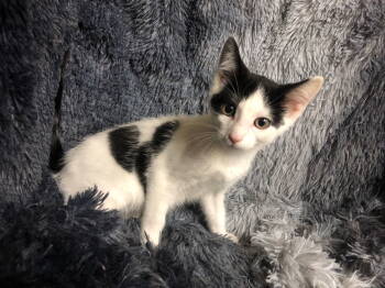 Rescue Domestic Short Hair and Tabby Cats for Adoption in Columbus, Minnesota - Matthew | PetCurious