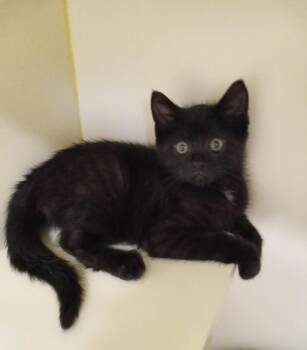 Ritz -  Domestic Short Hair Cat for Adoption in Elyria, Ohio - Ritz | PetCurious