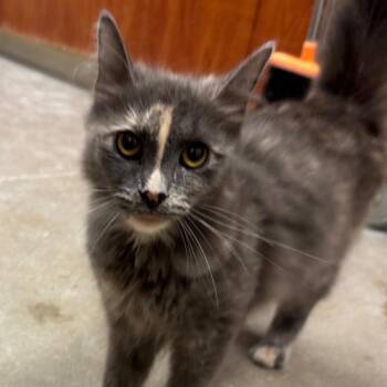 Dory -  Domestic Medium Hair Cat for Adoption in York, Pennsylvania - Dory | PetCurious