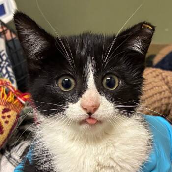 Domestic Short Hair Cats Available for Adoption in Goleta, California - PingPong | PetCurious