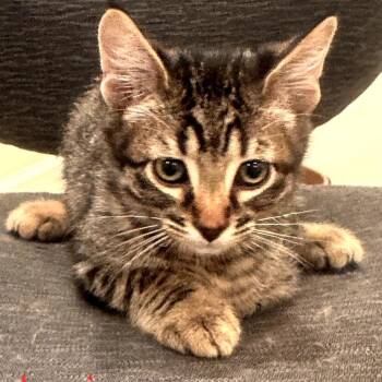 Domestic Short Hair Cats Available for Adoption in Grantsville, Utah - Lynxsy | PetCurious