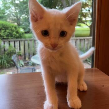 Siamese and Domestic Medium Hair Cats Available for Adoption in Overland Park, Kansas - Jasper | PetCurious