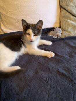 Gibbons -  Domestic Short Hair Cat for Adoption in Park Row, Texas - Gibbons | PetCurious