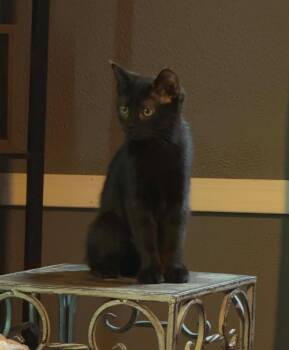 Lily -  Domestic Short Hair Cat for Adoption in West Mifflin, Pennsylvania - Lily | PetCurious