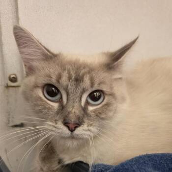 Capella -  Domestic Long Hair Cat for Adoption in Desert Hot Springs, California - Capella | PetCurious