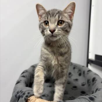 Mister Ed -  Domestic Short Hair Cat for Adoption in Puslinch, Ontario - Mister Ed | PetCurious