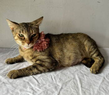 Rescue Domestic Short Hair Cats for Adoption in Margate, Florida - RAINA | PetCurious