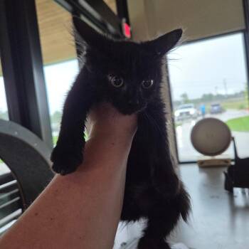Cumulus -  Domestic Medium Hair Cat for Adoption in Leander, Texas - Cumulus | PetCurious