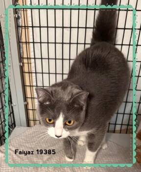 Domestic Short Hair Cats Available for Adoption in Marietta, Georgia - FAIYAZ (see Also BELLINGER And LUCY) | PetCurious