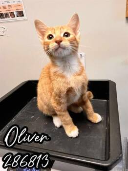 Rescue Domestic Short Hair Cats for Adoption in Macon, Georgia - OLIVER | PetCurious