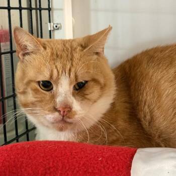 Byron -  Domestic Short Hair Cat for Adoption in Trenton, New Jersey - Byron | PetCurious