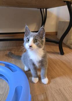 Rescue Domestic Short Hair Cats for Adoption in Prairie Rose, North Dakota - Dynamo | PetCurious