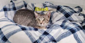Rescue Domestic Short Hair Cats for Adoption in Diamond Springs, California - Hawk | PetCurious