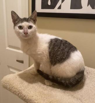 Domestic Short Hair Cats Available for Adoption - Harvey | PetCurious