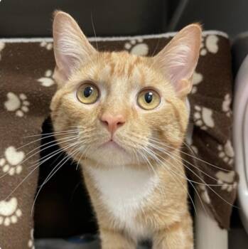 Ronald Meowsley -  Domestic Short Hair Cat Available for Adoption in Wheaton, Illinois - Ronald Meowsley | PetCurious