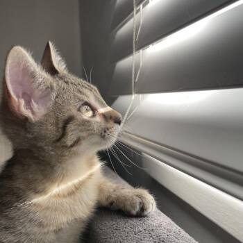 Espresso -  Domestic Short Hair Cat for Adoption in Salt Lake City, Utah - Espresso | PetCurious
