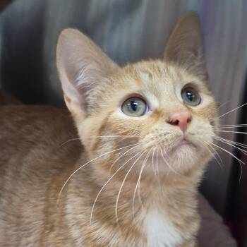 Mayor Mccheese -  Domestic Short Hair Cat for Adoption in Oak Ridge, Tennessee - Mayor Mccheese | PetCurious