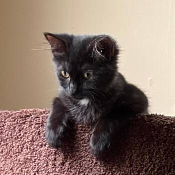 Orion -  Domestic Medium Hair Cat for Adoption in Hudson, New York - Orion | PetCurious