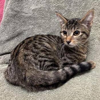 Coneflower -  Domestic Short Hair Cat for Adoption in Long Beach, California - Coneflower | PetCurious