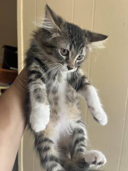 Cutesy Bootsy -  Domestic Medium Hair Cat for Adoption in Memphis, Tennessee - Cutesy Bootsy | PetCurious