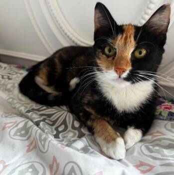 Kindred -  Calico Cat for Adoption in Mastic, New York - Kindred | PetCurious