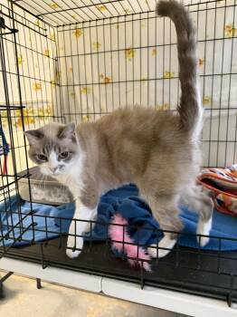 Rescue Domestic Short Hair and Snowshoe Cats for Adoption in Martinsville, Indiana - Gracie Snowshoe | PetCurious