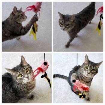 Nina Simone -  Domestic Short Hair Cat for Adoption in Fishers, Indiana - Nina Simone | PetCurious