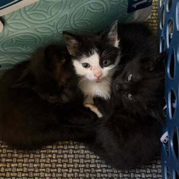 Peanut -  Domestic Short Hair Cat for Adoption in Escondido, California - Peanut | PetCurious