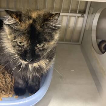 Cassie -  Tortoiseshell Cat for Adoption in Fort Morgan, Colorado - Cassie | PetCurious