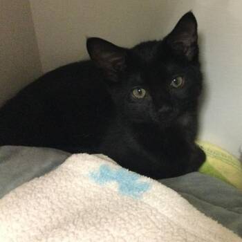 Bagheera -  Domestic Short Hair Cat for Adoption in Redwood City, California - Bagheera | PetCurious