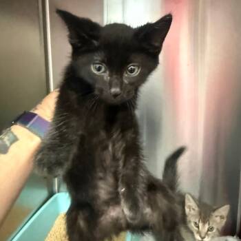 Rescue Domestic Short Hair Cats for Adoption in Jupiter, Florida - Batman | PetCurious