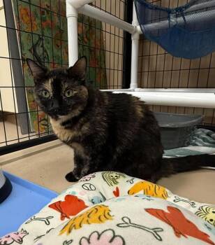 Moki -  Domestic Short Hair Cat Available for Adoption in Maryville, Missouri - Moki | PetCurious
